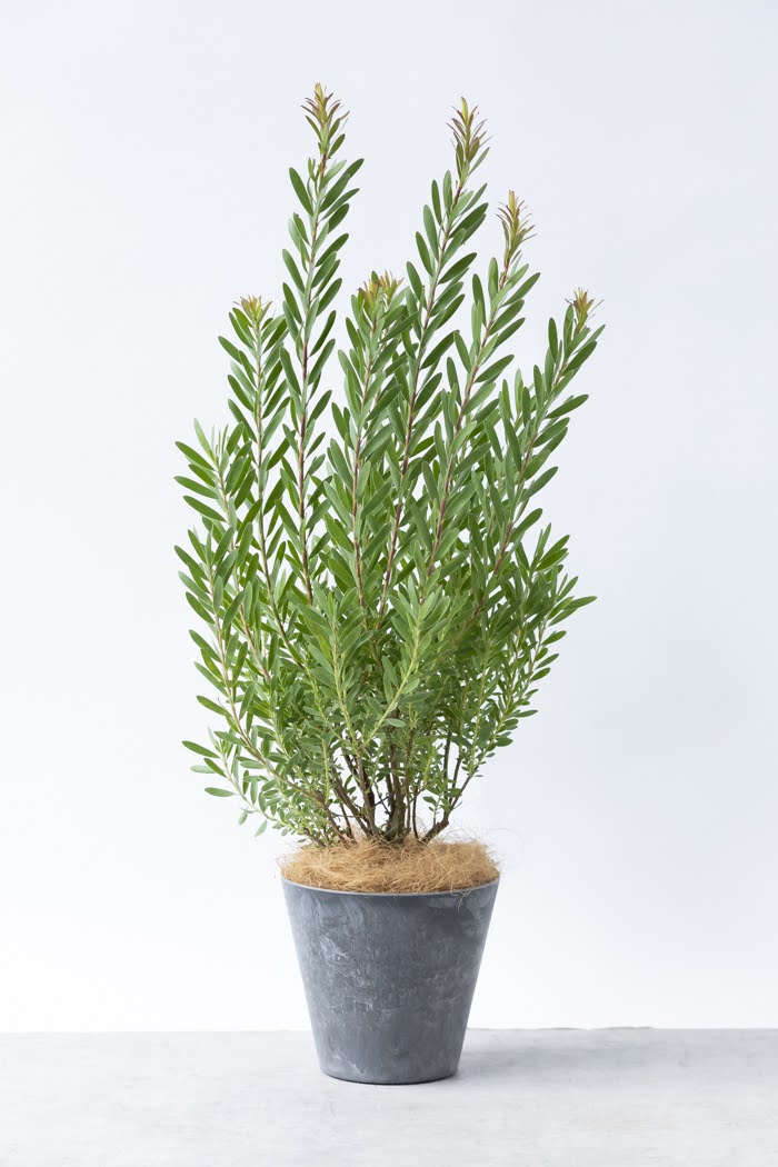 観葉植物 リューカデンドロン サファリサンセット（8号鉢）の写真3枚目