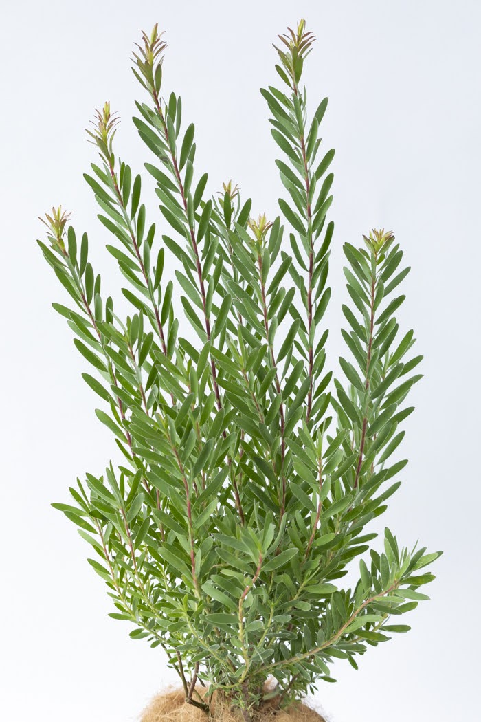 観葉植物 リューカデンドロン サファリサンセット（8号鉢）｜HanaPrime