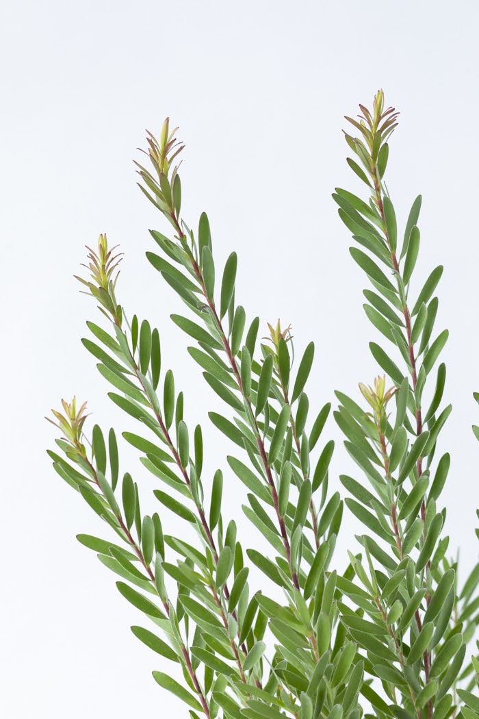 観葉植物 リューカデンドロン サファリサンセット（8号鉢）の写真5枚目