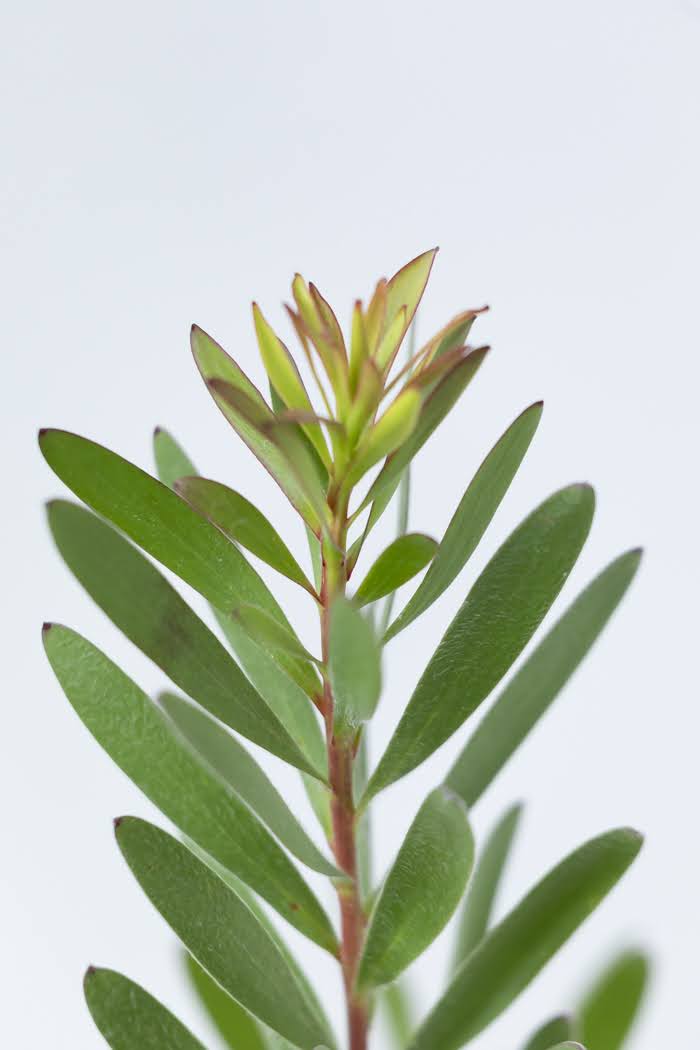 観葉植物 リューカデンドロン サファリサンセット（8号鉢）の写真6枚目