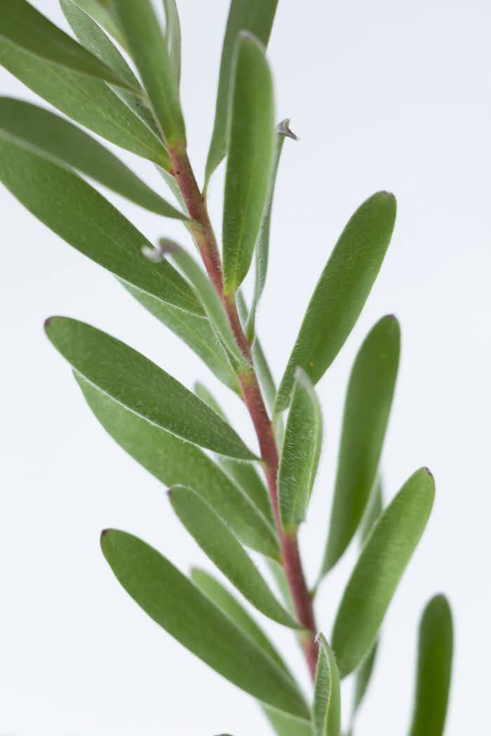 観葉植物 リューカデンドロン サファリサンセット（8号鉢）の写真7枚目