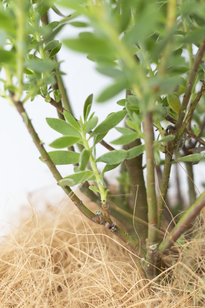観葉植物 リューカデンドロン サファリサンセット（8号鉢）の写真8枚目