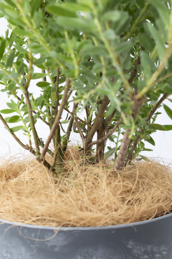 観葉植物 リューカデンドロン サファリサンセット（8号鉢）の写真9枚目