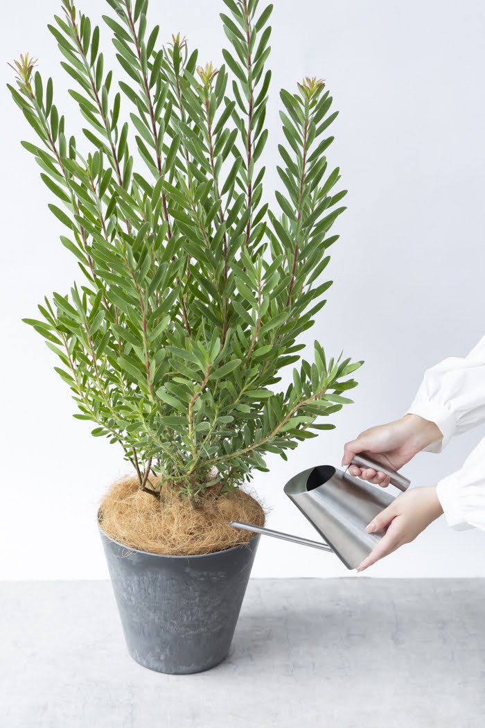 観葉植物 リューカデンドロン サファリサンセット（8号鉢）の写真10枚目