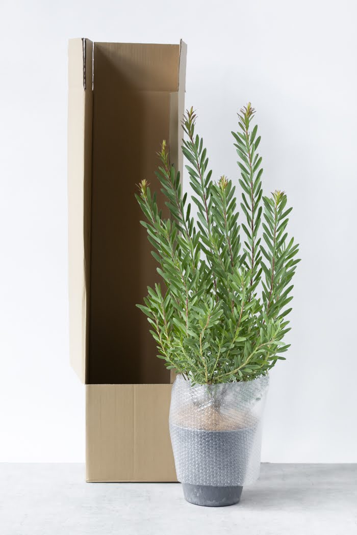 観葉植物 リューカデンドロン サファリサンセット（8号鉢）｜HanaPrime