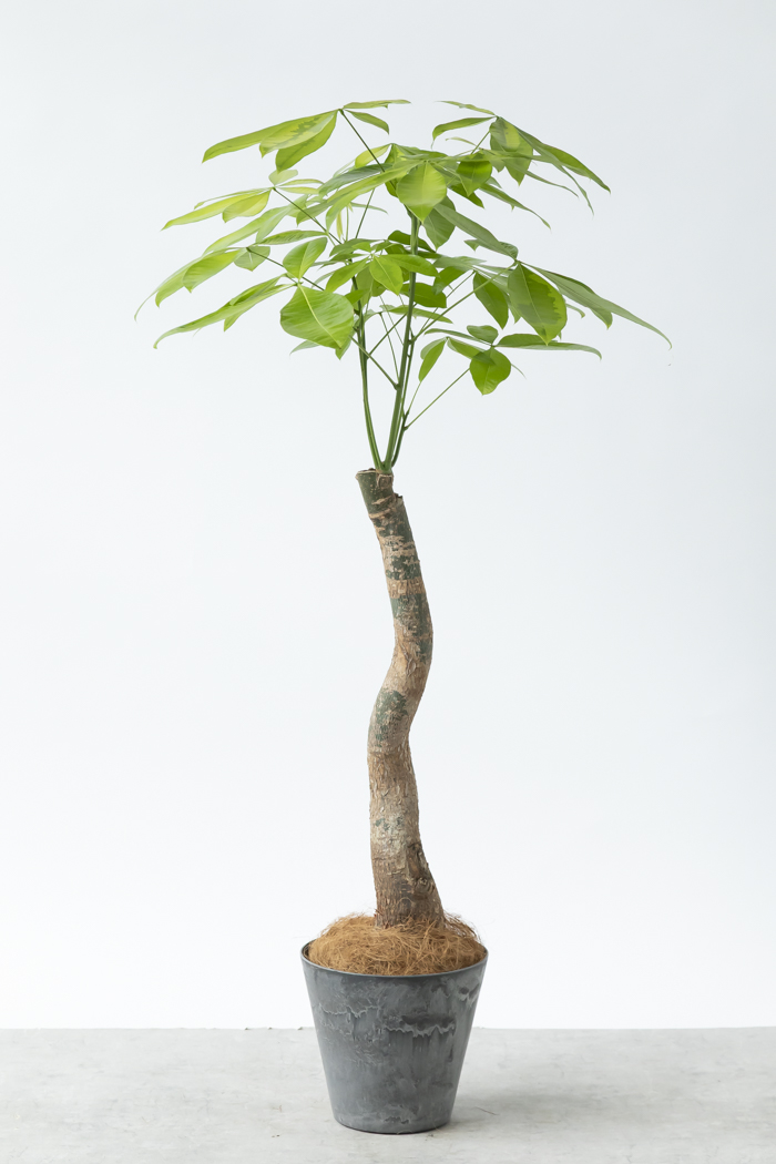 観葉植物 パキラ ムーンライト（8号鉢）の写真1枚目