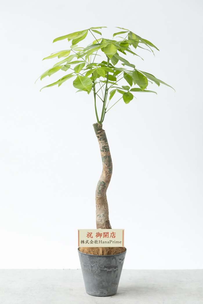 観葉植物 パキラ ムーンライト（8号鉢）の写真2枚目