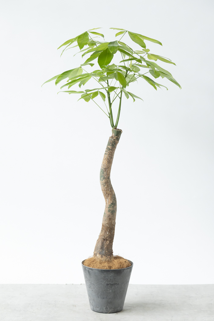 観葉植物 パキラ ムーンライト（8号鉢）｜HanaPrime（ハナプライム）