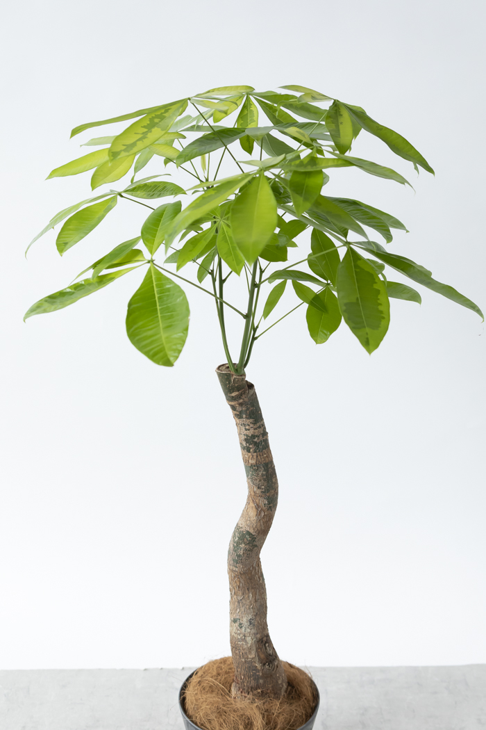 観葉植物 パキラ ムーンライト（8号鉢）の写真4枚目