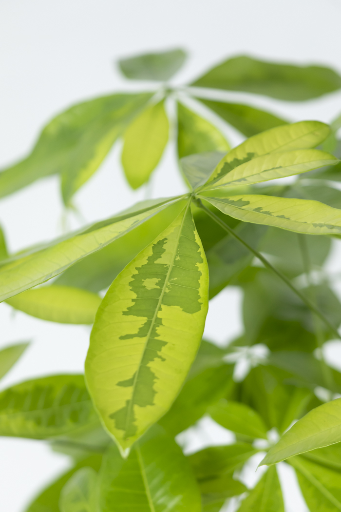 観葉植物 パキラ ムーンライト（8号鉢）の写真5枚目