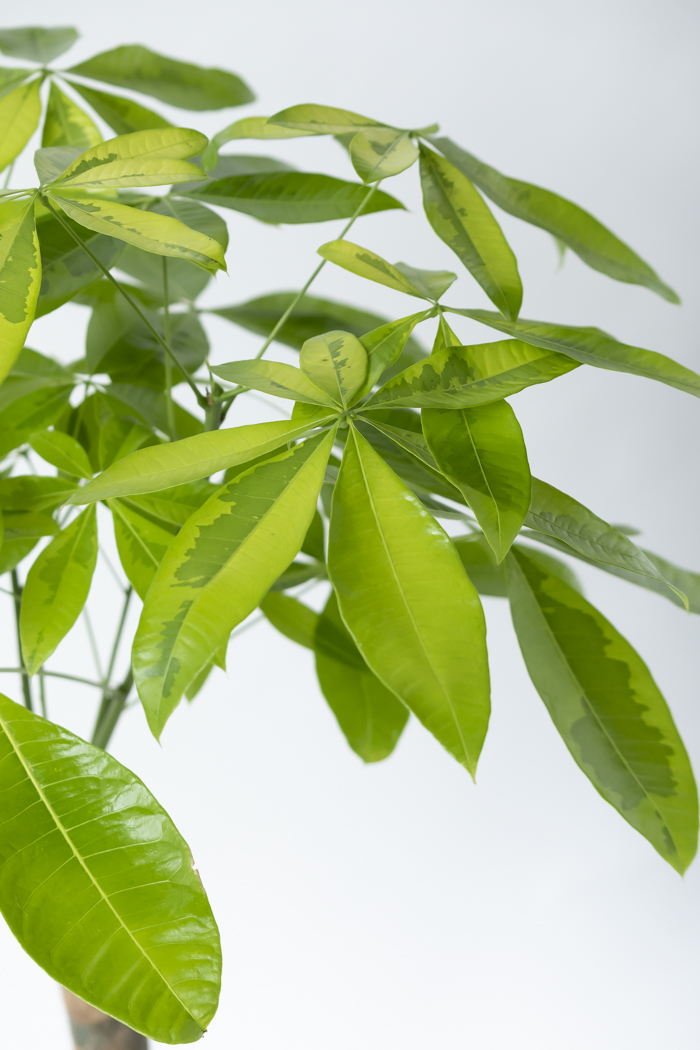 観葉植物 パキラ ムーンライト（8号鉢）の写真6枚目