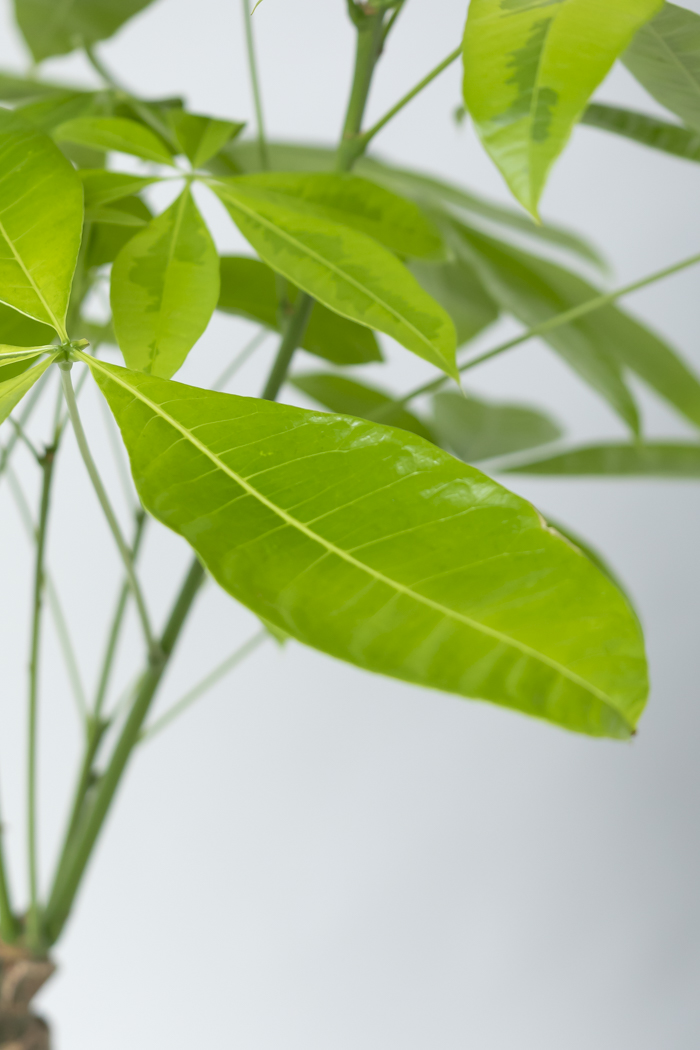 観葉植物 パキラ ムーンライト（8号鉢）の写真7枚目