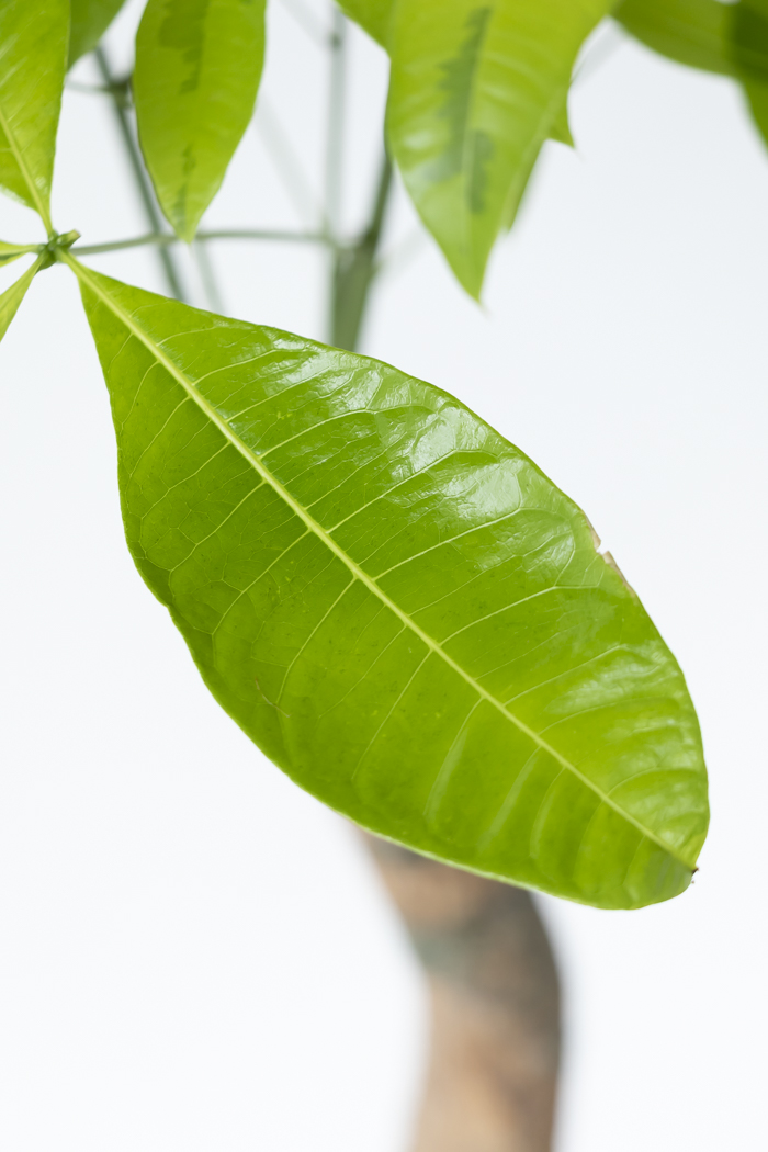 観葉植物 パキラ ムーンライト（8号鉢）の写真8枚目