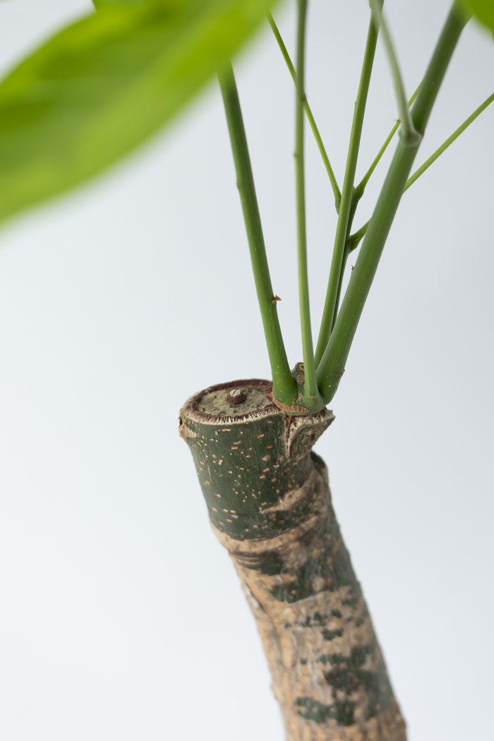 観葉植物 パキラ ムーンライト（8号鉢）の写真9枚目
