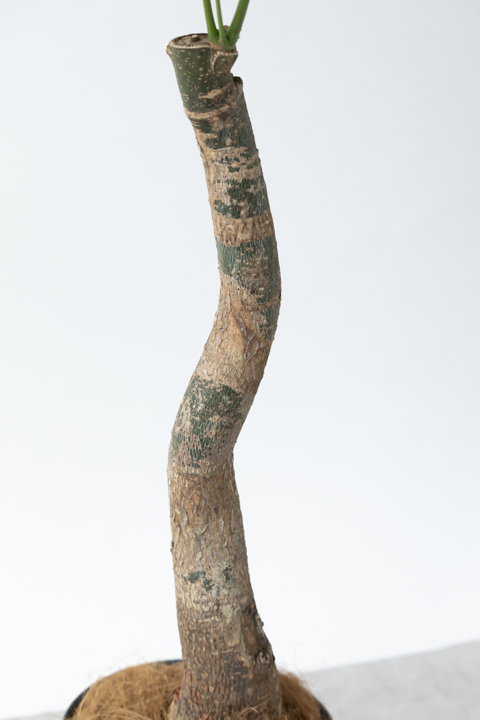 観葉植物 パキラ ムーンライト（8号鉢）の写真10枚目