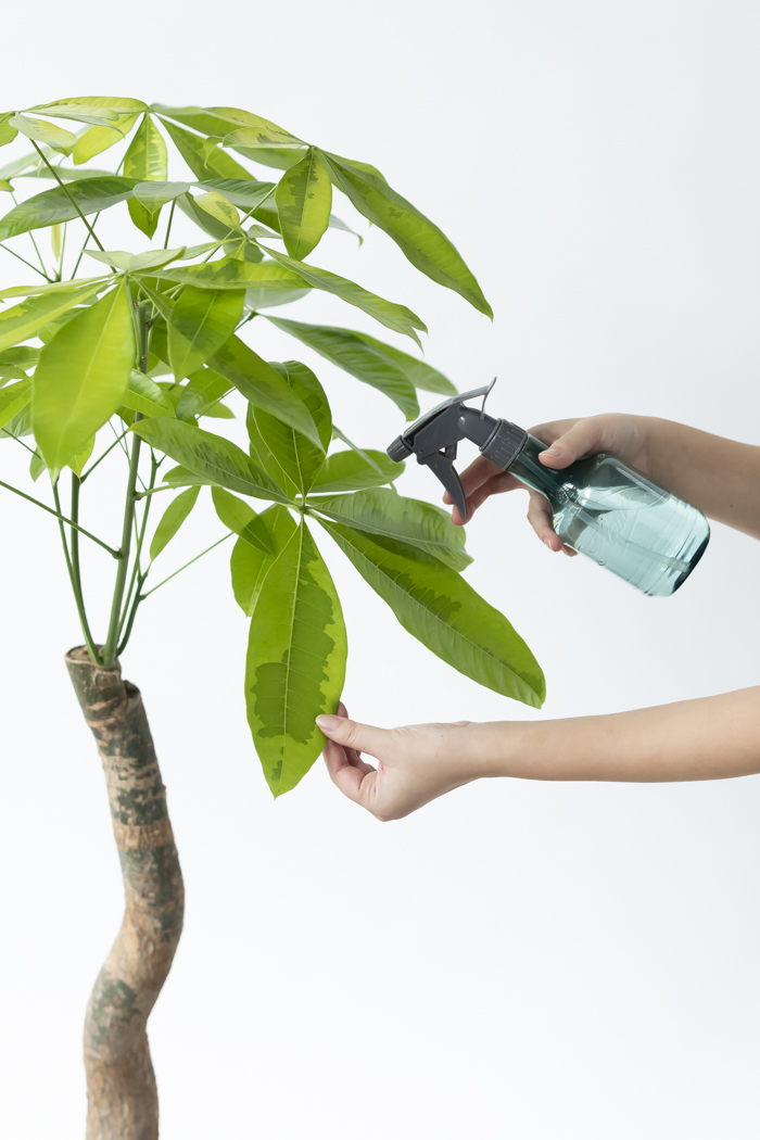 観葉植物 パキラ ムーンライト（8号鉢）の写真11枚目