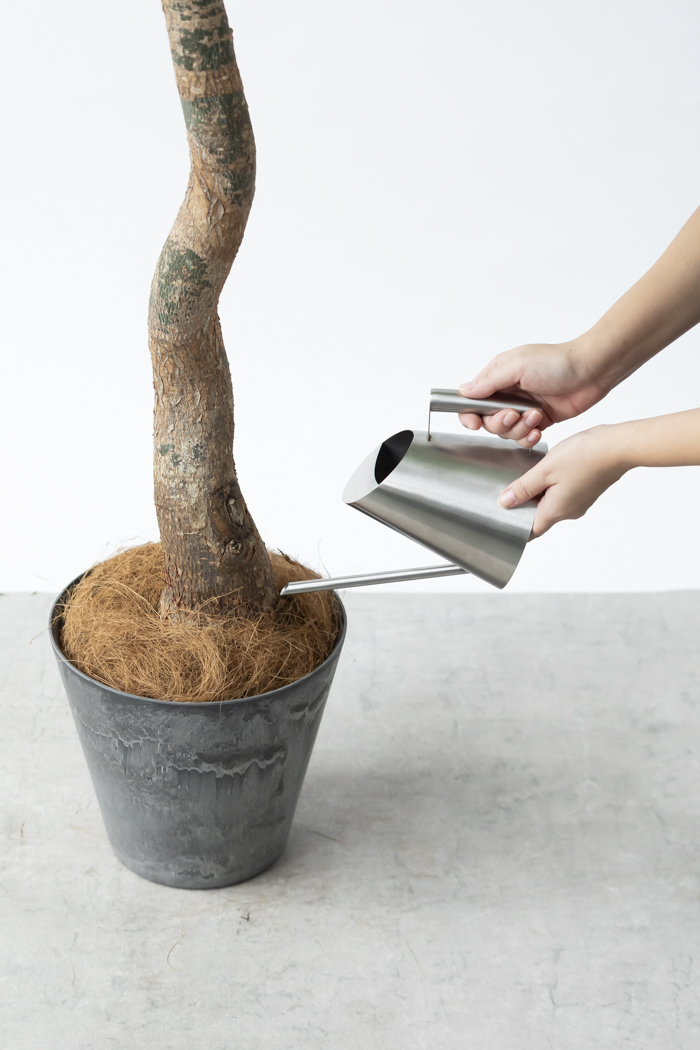 観葉植物 パキラ ムーンライト（8号鉢）の写真12枚目