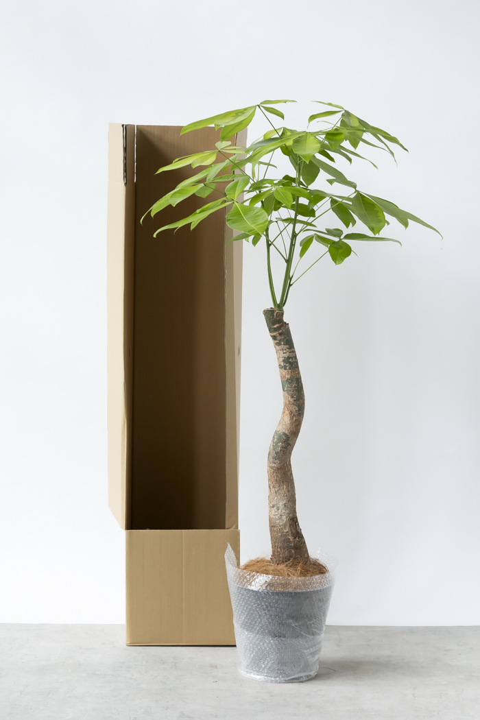 観葉植物 パキラ ムーンライト（8号鉢）の写真13枚目