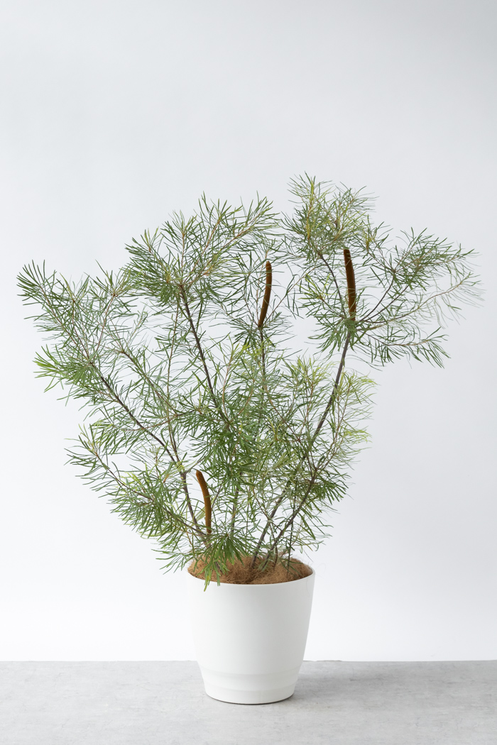 観葉植物 バンクシア ヘアピン 一点もの（10号鉢）の写真1枚目
