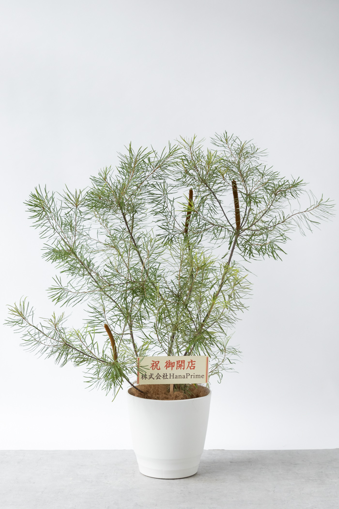 観葉植物 バンクシア ヘアピン 一点もの(10号鉢)