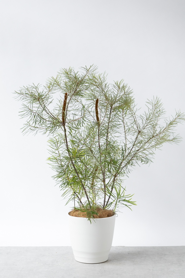 観葉植物 バンクシア ヘアピン 一点もの（10号鉢）の写真3枚目