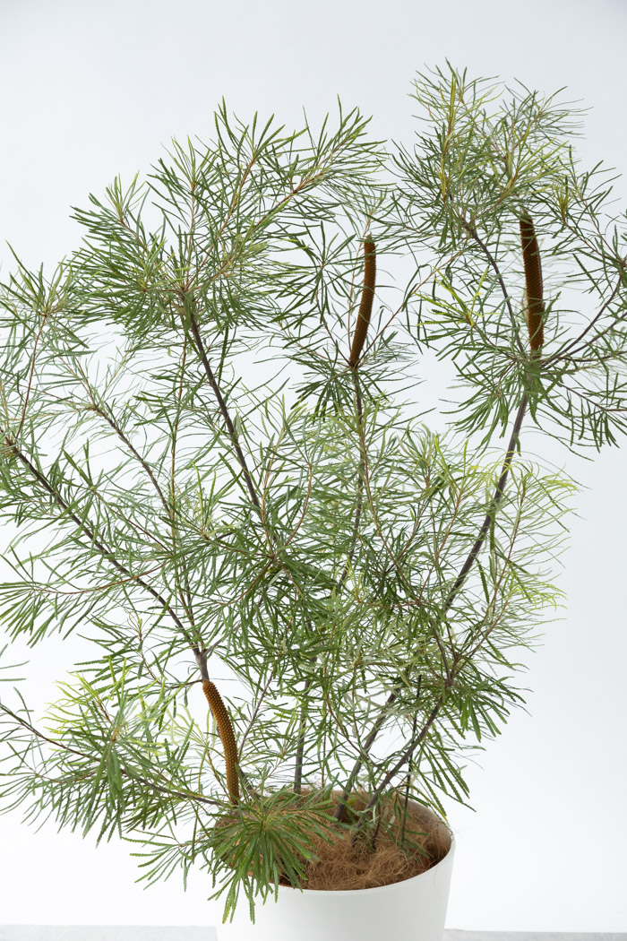 観葉植物 バンクシア ヘアピン 一点もの（10号鉢）の写真4枚目