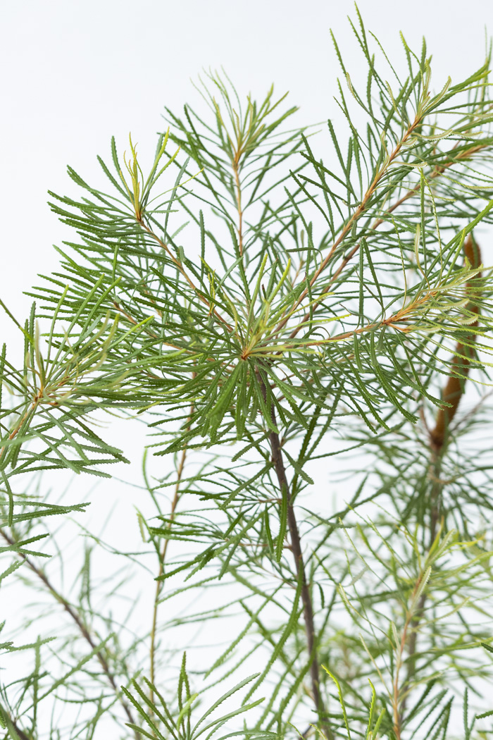 観葉植物 バンクシア ヘアピン 一点もの（10号鉢）の写真5枚目