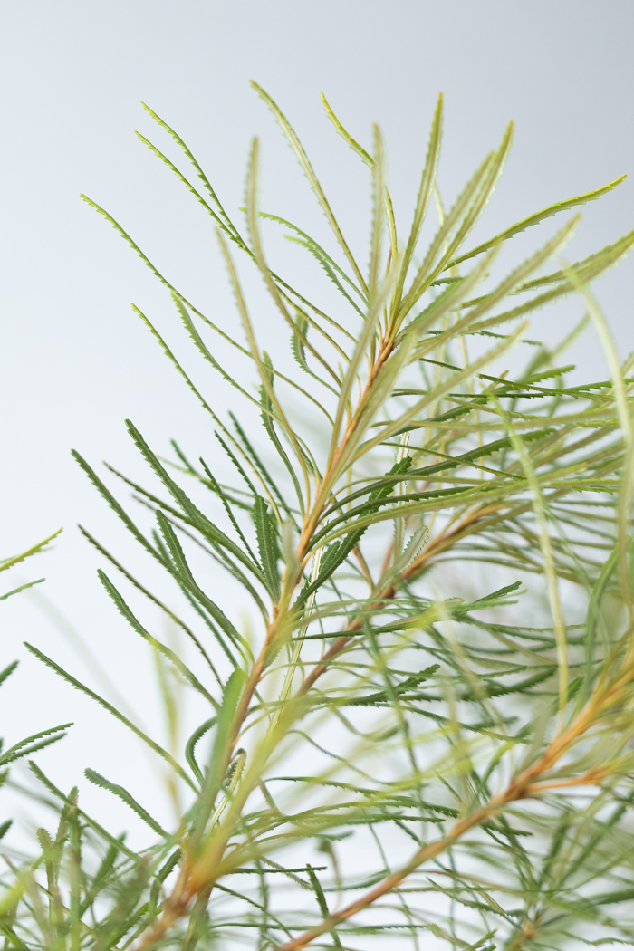 観葉植物 バンクシア ヘアピン 一点もの（10号鉢）の写真6枚目