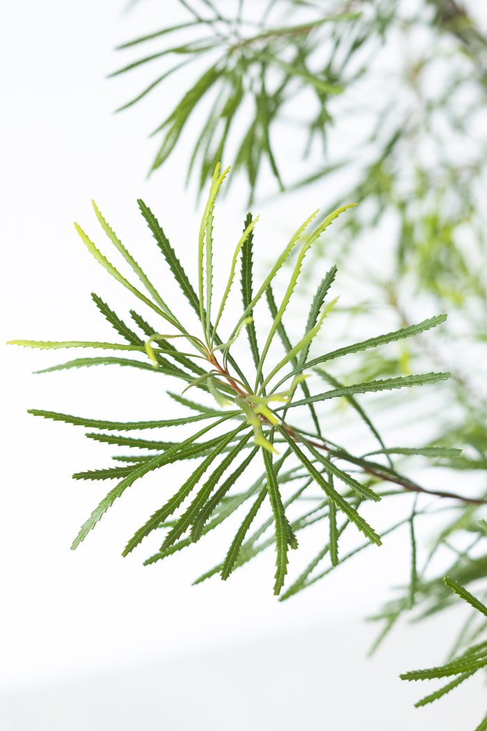 観葉植物 バンクシア ヘアピン 一点もの（10号鉢）の写真7枚目