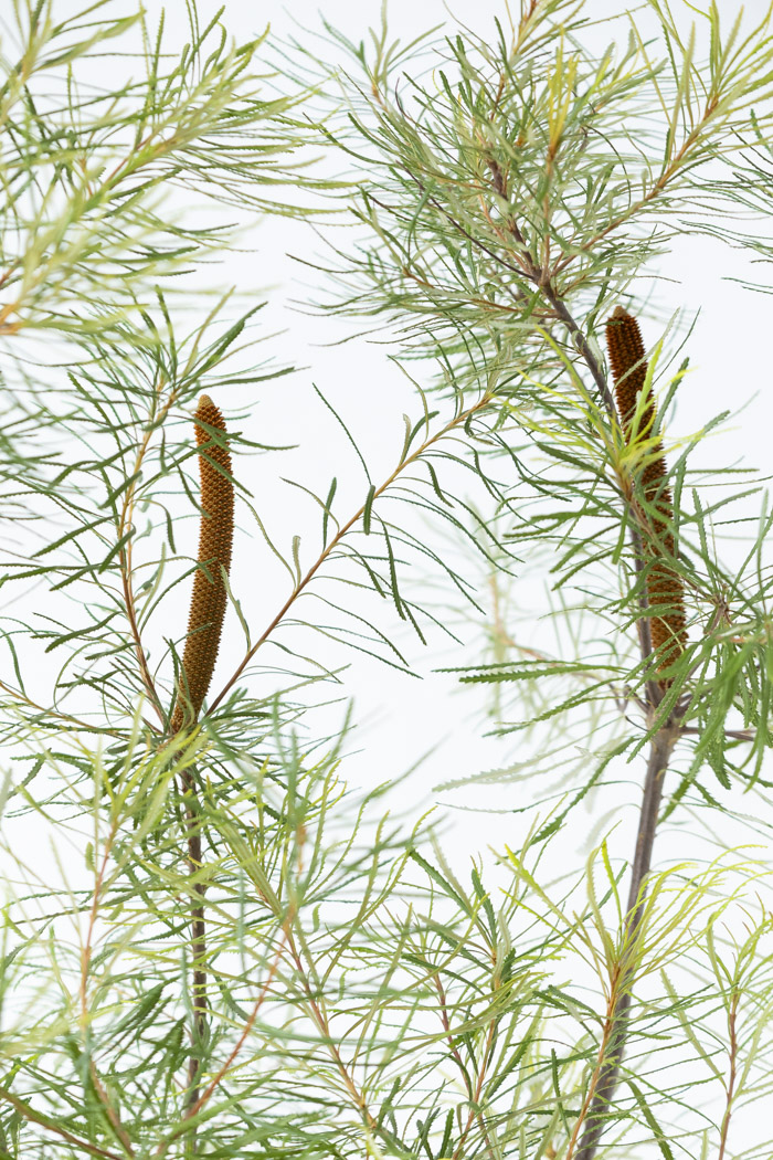 観葉植物 バンクシア ヘアピン 一点もの（10号鉢）の写真8枚目