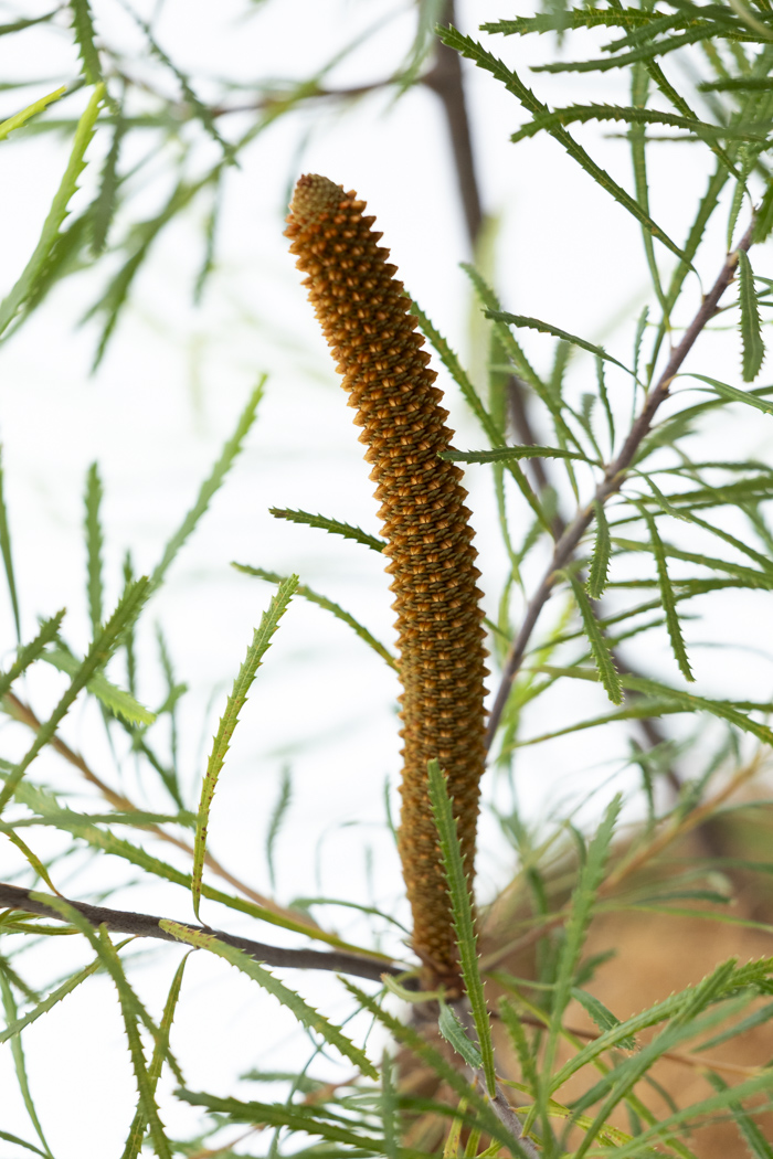 観葉植物 バンクシア ヘアピン 一点もの（10号鉢）の写真9枚目