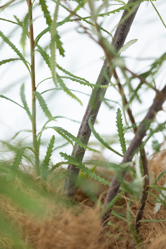 観葉植物 バンクシア ヘアピン 一点もの（10号鉢）の写真10枚目