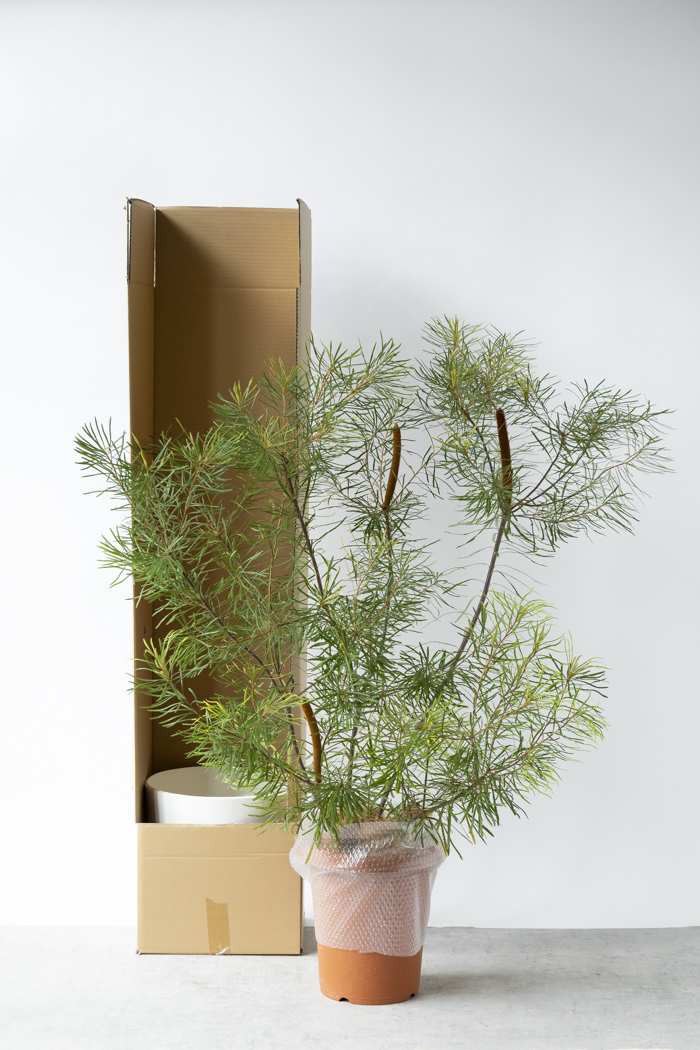 観葉植物 バンクシア ヘアピン 一点もの（10号鉢）｜HanaPrime（ハナ