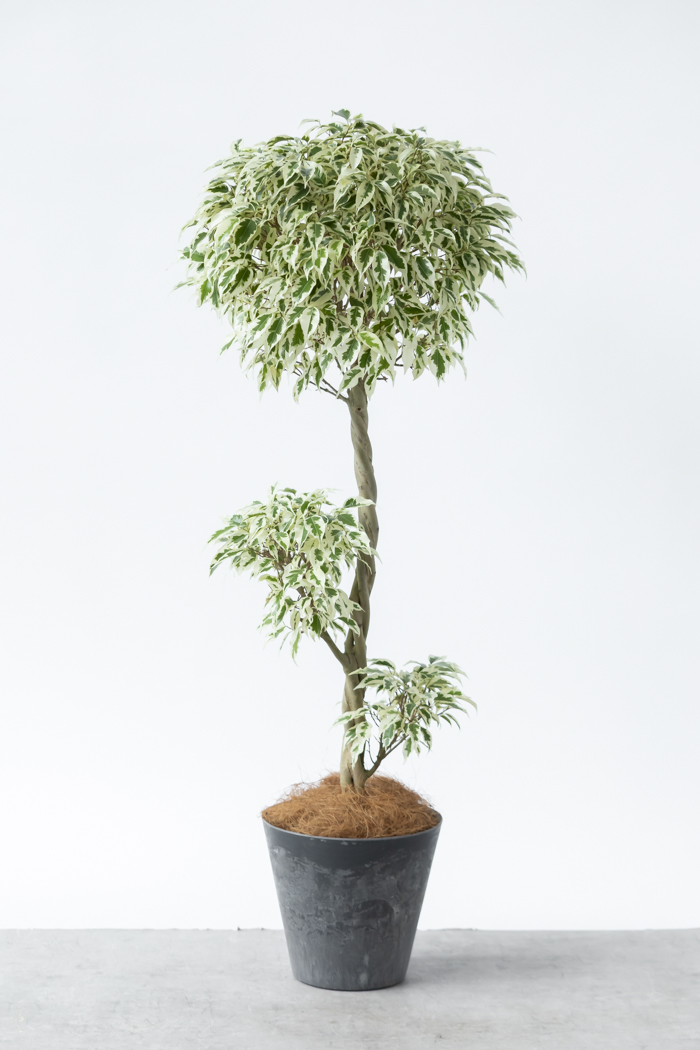 観葉植物 フィカス ベンジャミン スターライト 一点もの(8号鉢)