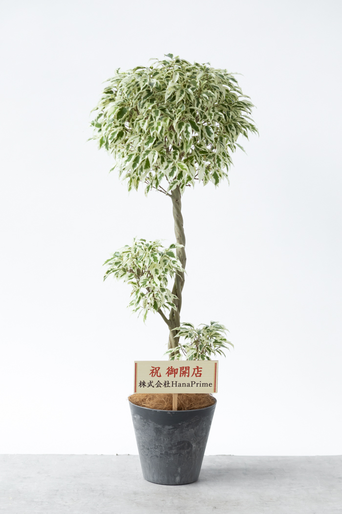 観葉植物 フィカス ベンジャミン スターライト 一点もの(8号鉢)