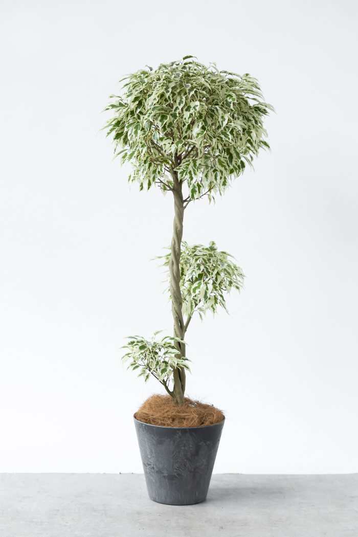 観葉植物 フィカス ベンジャミン スターライト 一点もの(8号鉢)の写真3枚目