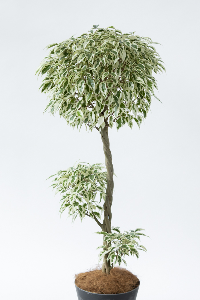 観葉植物 フィカス ベンジャミン スターライト 一点もの(8号鉢)の写真4枚目