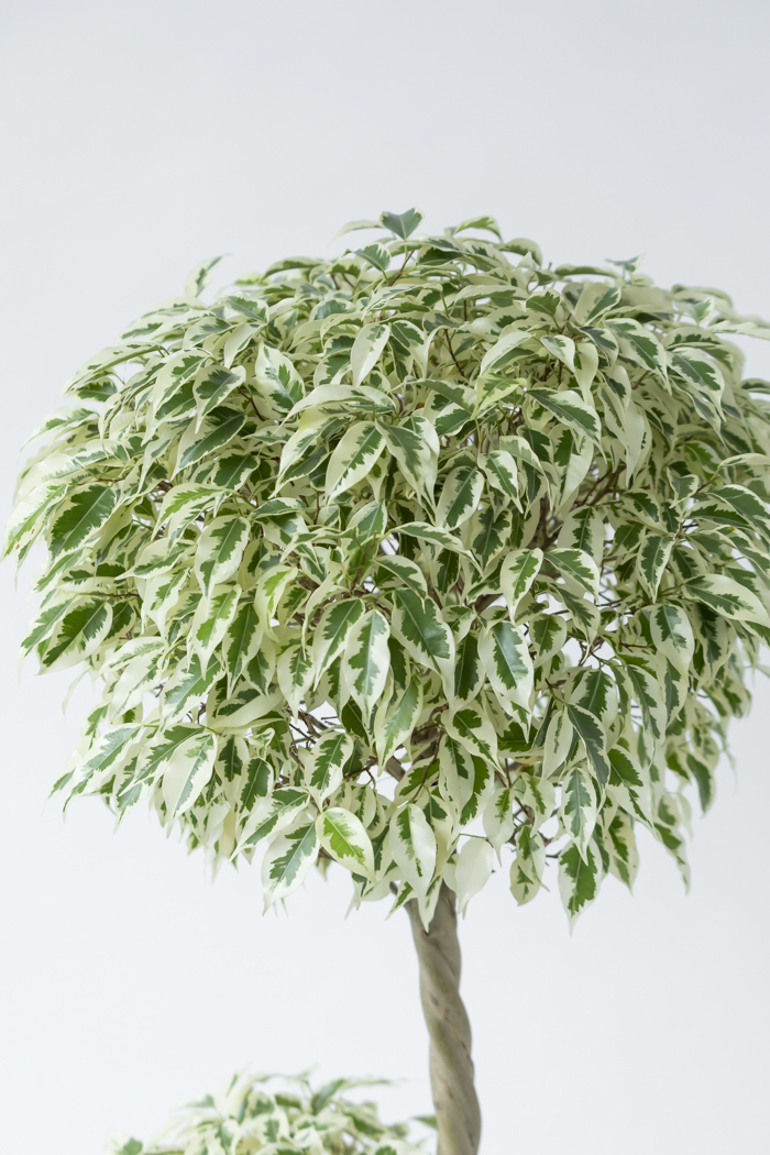 観葉植物 フィカス ベンジャミン スターライト 一点もの(8号鉢)の写真5枚目