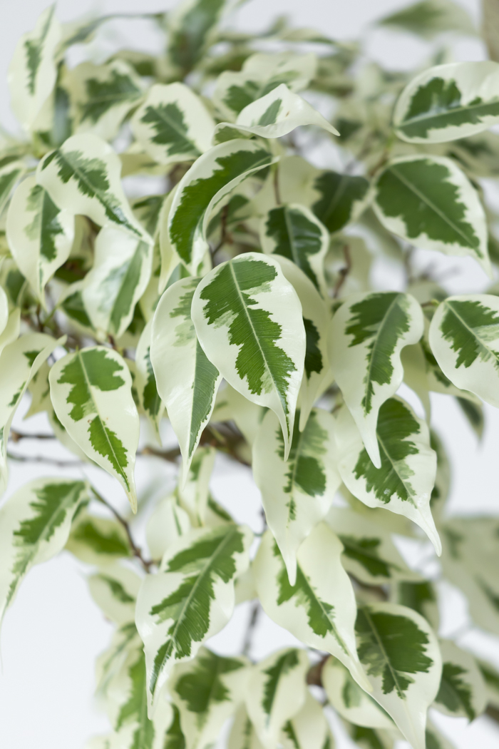 観葉植物 フィカス ベンジャミン スターライト 一点もの(8号鉢)の写真6枚目