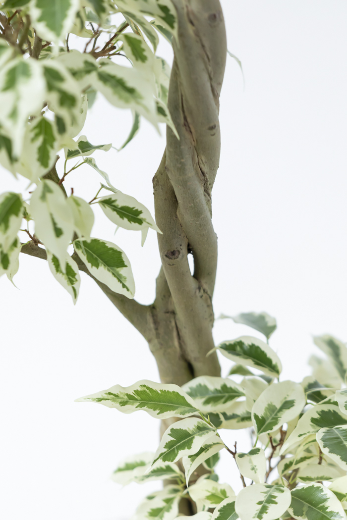 観葉植物 フィカス ベンジャミン スターライト 一点もの(8号鉢)の写真7枚目