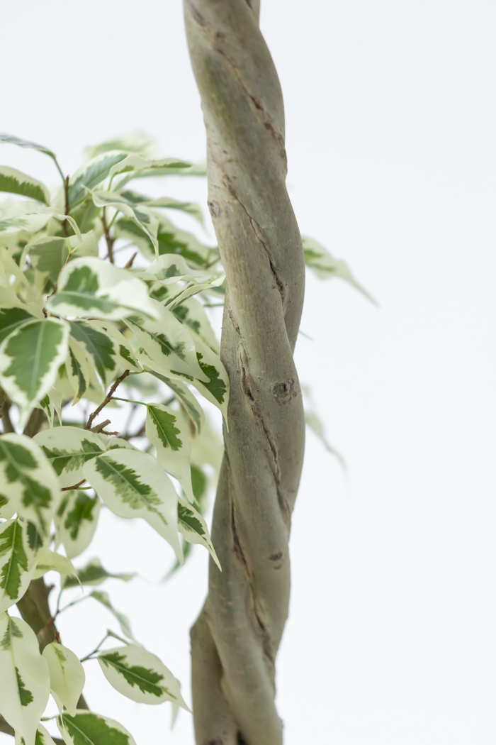 観葉植物 フィカス ベンジャミン スターライト 一点もの(8号鉢)の写真8枚目