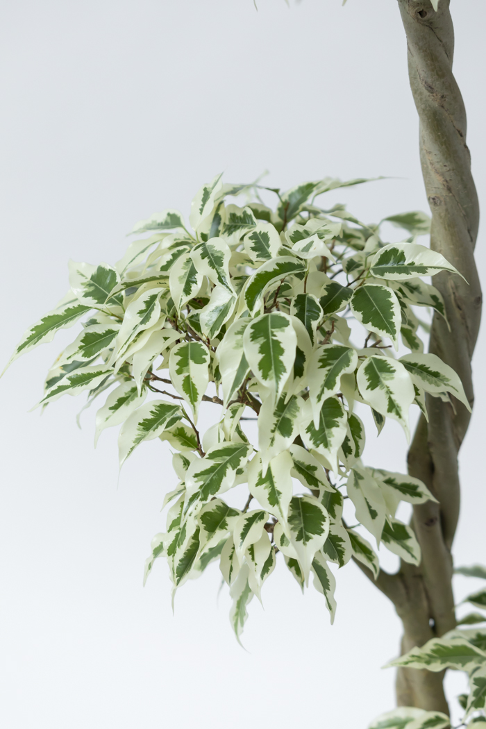 観葉植物 フィカス ベンジャミン スターライト 一点もの(8号鉢)の写真9枚目