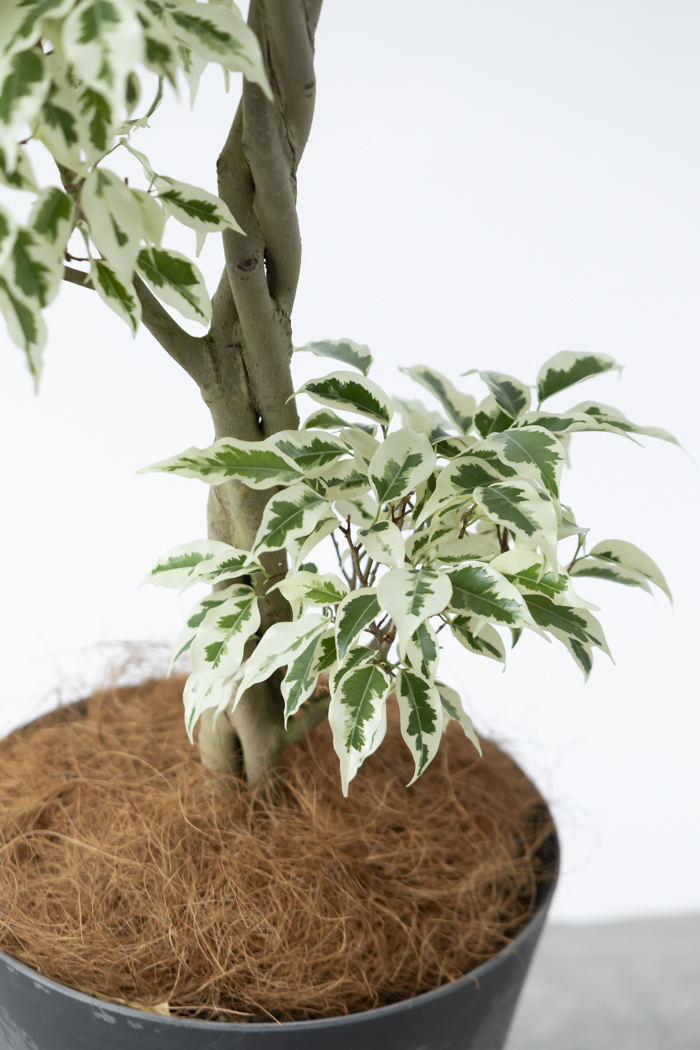 観葉植物 フィカス ベンジャミン スターライト 一点もの(8号鉢)の写真10枚目
