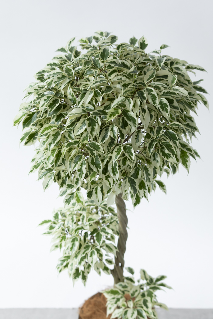 観葉植物 フィカス ベンジャミン スターライト 一点もの(8号鉢)の写真11枚目