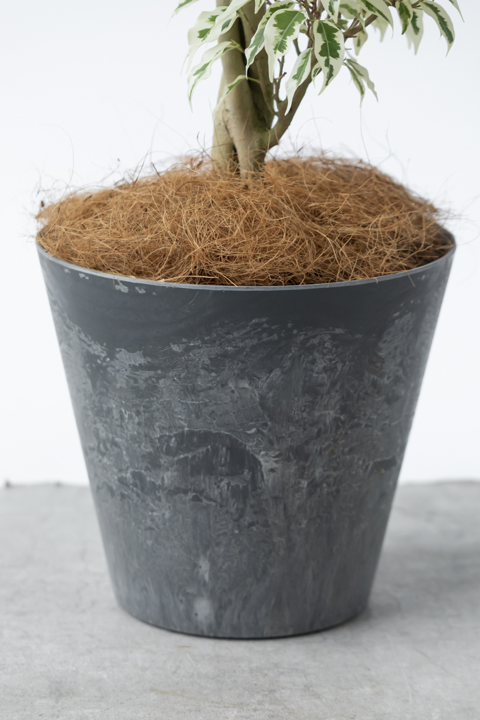 観葉植物 フィカス ベンジャミン スターライト 一点もの(8号鉢)の写真12枚目