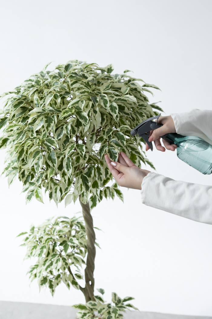 観葉植物 フィカス ベンジャミン スターライト 一点もの(8号鉢)の写真13枚目