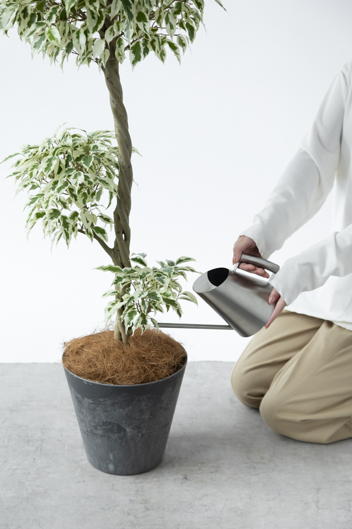 観葉植物 フィカス ベンジャミン スターライト 一点もの(8号鉢)の写真14枚目