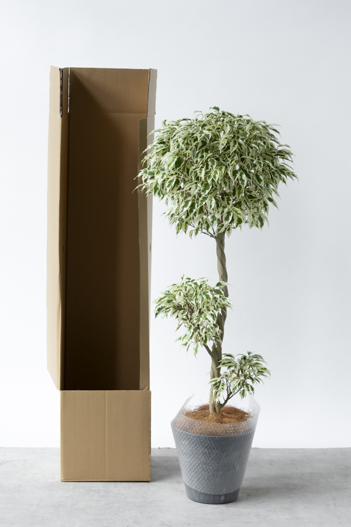 観葉植物 フィカス ベンジャミン スターライト 一点もの(8号鉢)の写真15枚目