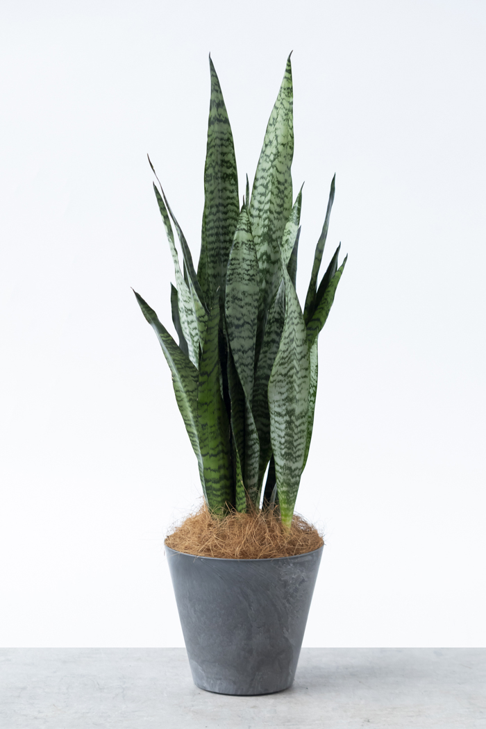 観葉植物 サンスベリア ゼラニカ（6号鉢）｜HanaPrime（ハナプライム）