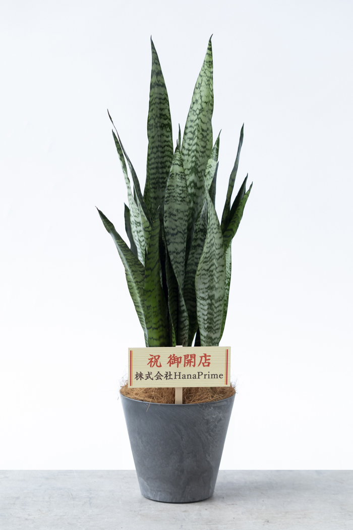 観葉植物 サンスベリア ゼラニカ（6号鉢）
